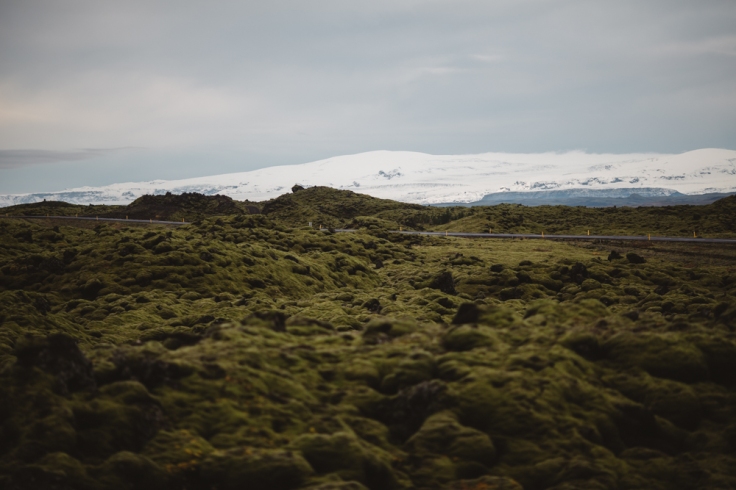 the-moss--iceland